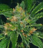 Cold Creek Kush