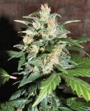 Automatic Blueberry