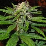 Magic Bud