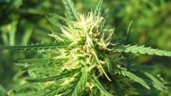 Super Skunk