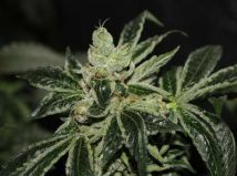 Dark Star