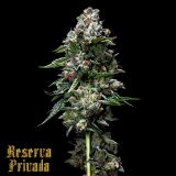 Kosher Kush