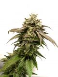 Kosher Kush