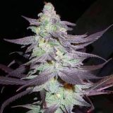 Purple Wreck