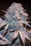 Purple Wreck