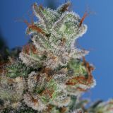 Burmese Kush