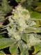 Deadhead OG