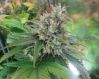 CBD God