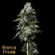 Kosher Kush