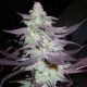Purple Wreck
