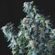 Amnesia Gold